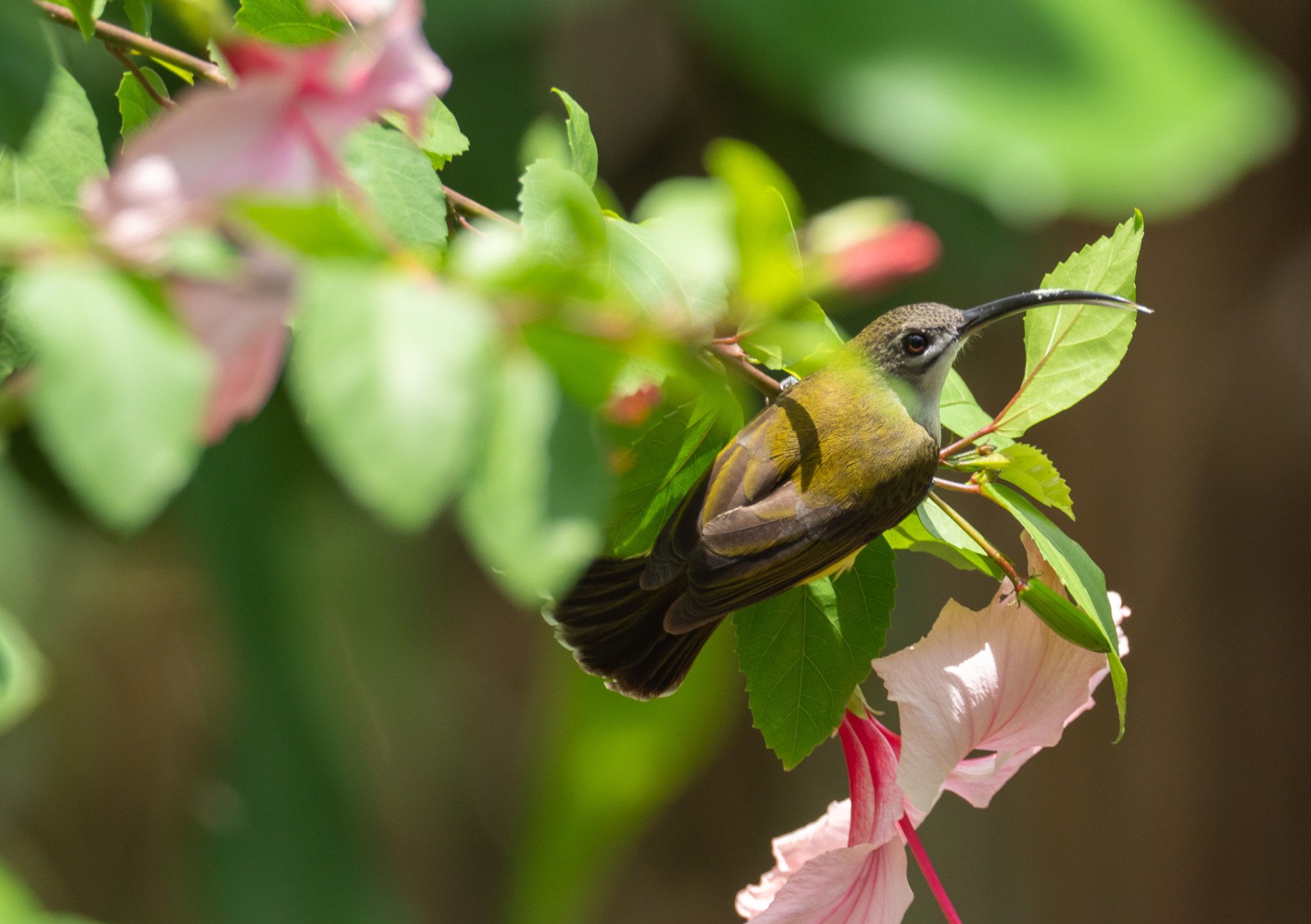 Little Spiderhunter